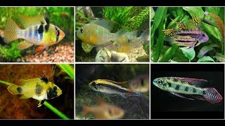 Beautiful Dwarf Cichlids Fish For Aquarium [upl. by Syl]