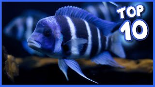 Top 10 Most Gorgeous Cichlid Fish [upl. by Nosmirc]