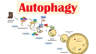 Autophagy  Macroautophagy amp Importance in Health [upl. by Minne]