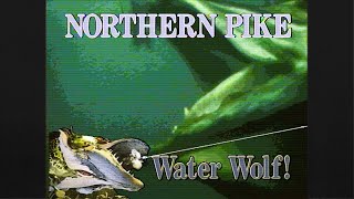 Northern Pike The Water Wolf FULL VIDEO [upl. by Notyarb163]