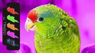 Mexican Red Crowned Amazon The Best Pet Parrot [upl. by Ruff]