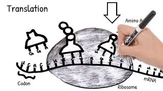 Protein Synthesis Short Simple Science [upl. by Roane435]