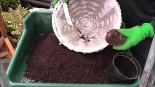 Planting Begonia Corms [upl. by Gibbie632]