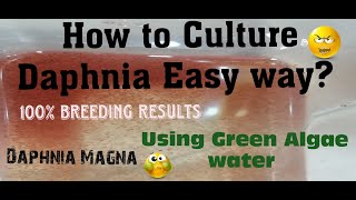 Daphnia MagnaHow to Culture Daphnia Easy wayCulturing Daphnia using Green water Daphnia [upl. by Olin]