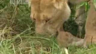 Lions vs buffalo  BBC wildlife [upl. by Boy]