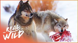 The Wild Wolves Of Yellowstone  The War Of The Wolf Packs Part 2  White Wolf  Real Wild [upl. by Ladiv960]