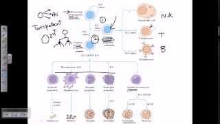 progenitor cells [upl. by Yggam]