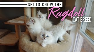 Get to Know the Ragdoll Cat Breed [upl. by Mellen]