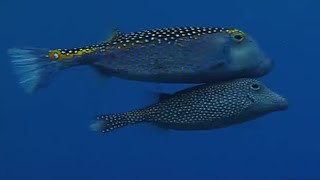 Underwater Mating  Battle of the Sexes in the Animal World  BBC Earth [upl. by Cate172]