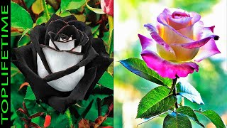 10 Rosas Más Bonitas del Mundo [upl. by Hayouqes198]