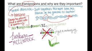 What are TransposonsTransposable Elements [upl. by Athal616]