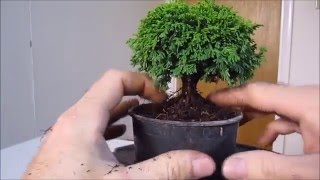 How To Make a Bonsai Tree From a Nursery Stock Tsukumo [upl. by Alyssa]