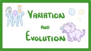 GCSE Biology  Variation and Evolution 68 [upl. by Ellesor818]