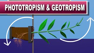 Phototropism and Geotropism [upl. by Patrizia959]