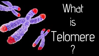 What is telomere [upl. by Aranat]