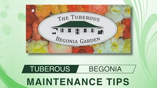 Tuberous Begonias  Maintenance Tips [upl. by Adnael112]