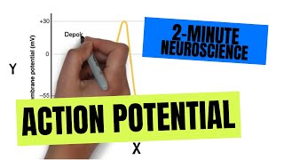 2Minute Neuroscience Action Potential [upl. by Latouche538]