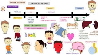 EPSTEIN BARR VIRUS  mononucleosis infecciosa [upl. by Shandee]