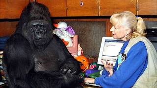 Gorilla That Can Talk Said Something Shocking About Humans – You Won’t Believe It [upl. by Egidius]