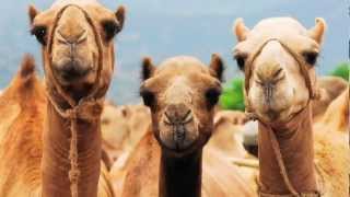 Camel facts [upl. by Akalam760]