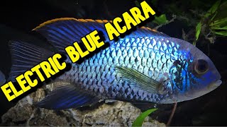 DONT get an ELECTRIC BLUE ACARA until you have seen this VIDEO [upl. by Cutlip]