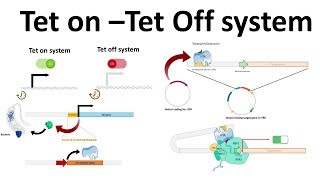 Tet on Tet off system [upl. by Eleumas]