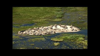 They Live In Africas Biggest Marsh Nilotes In The Sudd Marsh [upl. by Yeznil]