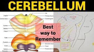 Cerebellum 1  Anatomy amp Physiology [upl. by Jarred]