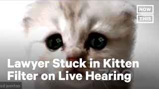 Lawyer Trapped in Kitten Filter During Zoom Hearing [upl. by Durwood]