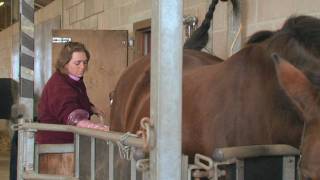 Equine Reproduction UK  3 day breeding short course AI tech training [upl. by Parrish518]