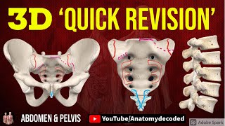 3D Abdomen amp Pelvis Osteology  Lumbar vertebrae  Sacrum  Bony Pelvis  Anatomy Decoded [upl. by Arther386]