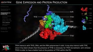 Transcription in Eukaryotes  Initiation [upl. by Maggie]