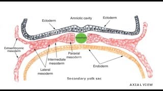 EMBRYOLOGY VII Intraembryonic Mesoderm Differentiation [upl. by Ojok391]