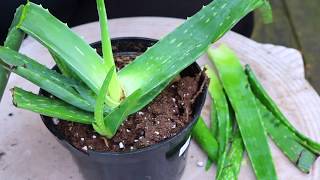 DIY  How To Grow Aloe Vera Propagate Aloe Vera [upl. by Yolande865]