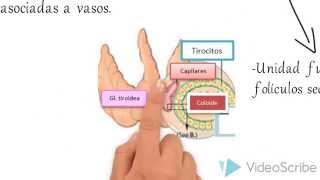 Histologia Sistema Endocrino 11502015 [upl. by Gerhardt762]