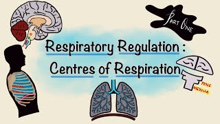 Respiratory Regulation  Part One  Centres of Respiration  Respiratory Physiology [upl. by Ykcin]