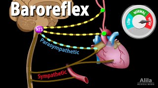 Baroreflex Regulation of Blood Pressure Animation [upl. by Fanni]