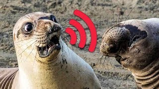 12 Unusual Sounds Animals Make 🔊🙉 [upl. by Pattani7]