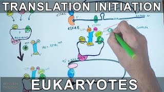 Translation Initiation in Eukaryotes [upl. by Brice823]