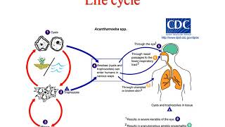 Pathogenic free living amoeba lecture [upl. by Alesandrini]