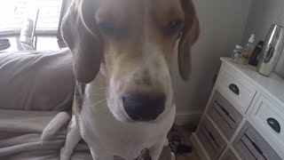 Ultimate Guilty Dog  Funny Beagle Shamed [upl. by Kingsly]