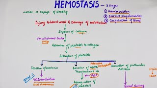 Hemostasis  Easy Flowchart  Physiology [upl. by Ahsetra180]