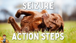 What to Do When Your Dog has a Seizure [upl. by Glenda]