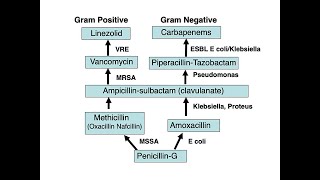 The Antibiotic Ladder Revisited Antiinfective Therapy Part 2 [upl. by Naillig]