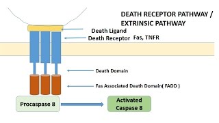 APOPTOSIS PART 1 Definition Causes amp MechanismPathways [upl. by Julide408]