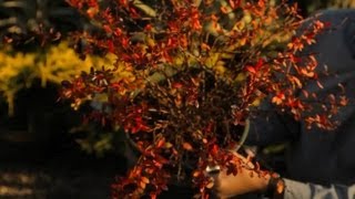 Barberry Bush Care  Professional Gardening Tips [upl. by Longerich]