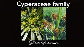 Cyperaceae family the sedge family [upl. by Lletnahc]