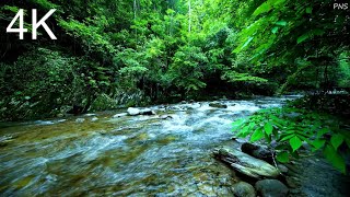 Babbling Brook with Birdsong  Natural Environmental Sounds ASMR [upl. by Torrey895]