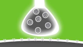 Lights Camera Action Potentials [upl. by Aramoy]