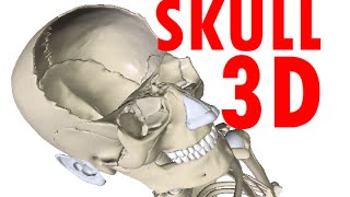 Skull Anatomy  Bones and Structures  Head Anatomy 1 [upl. by Otiragram]